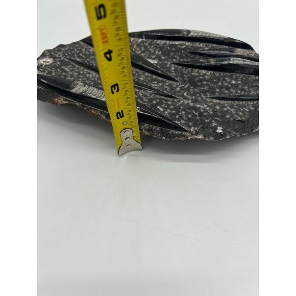 Fossils Orthoceras (???) Plate Plague SQUID, Home Decor 7" x 11"  READ - Picture 13 of 13